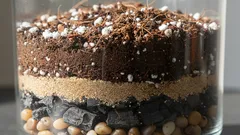 Zamioculcas lubi ubogą, lekką i luźną glebę — przygotowujemy ją samodzielnie